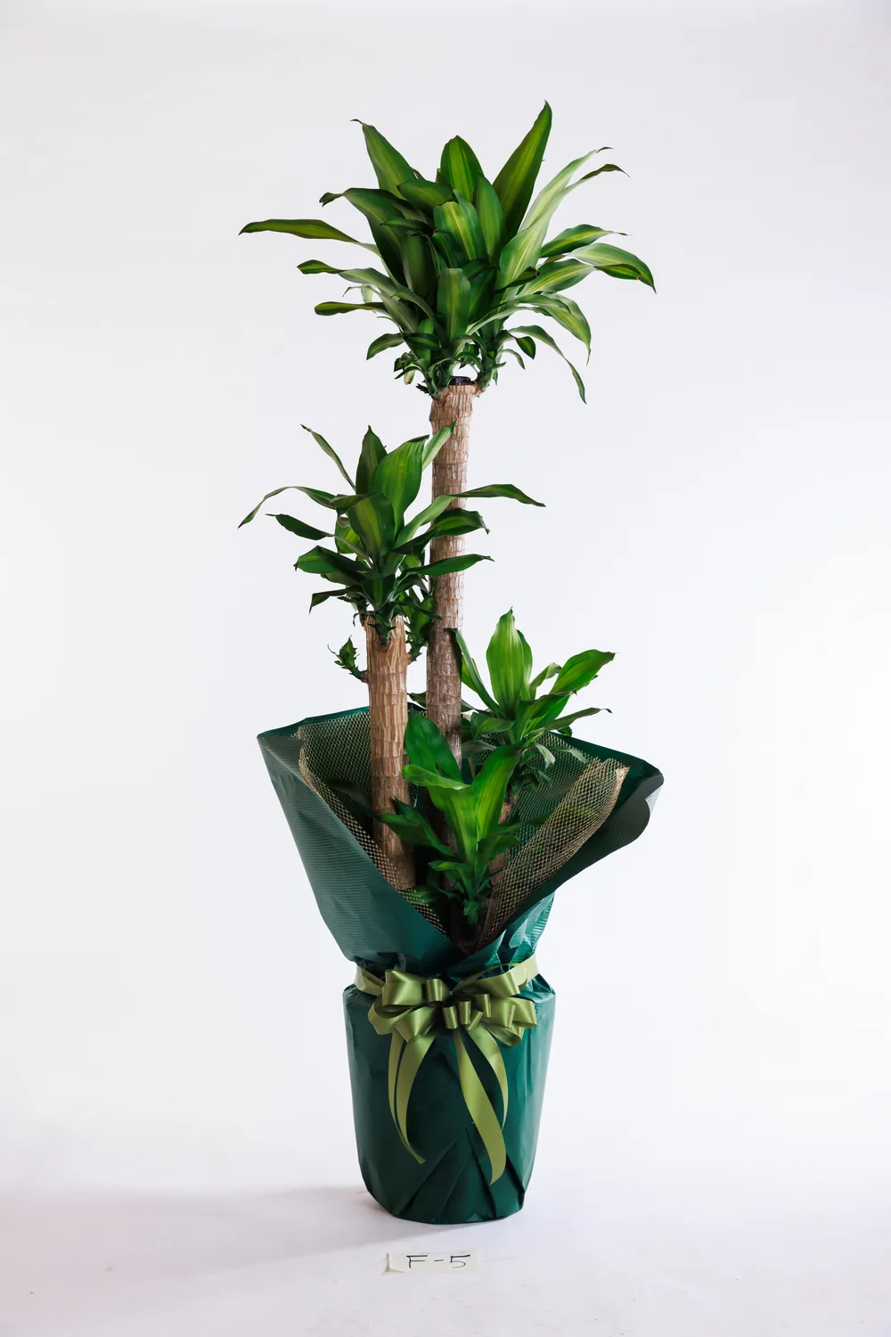 背丈のある観葉植物