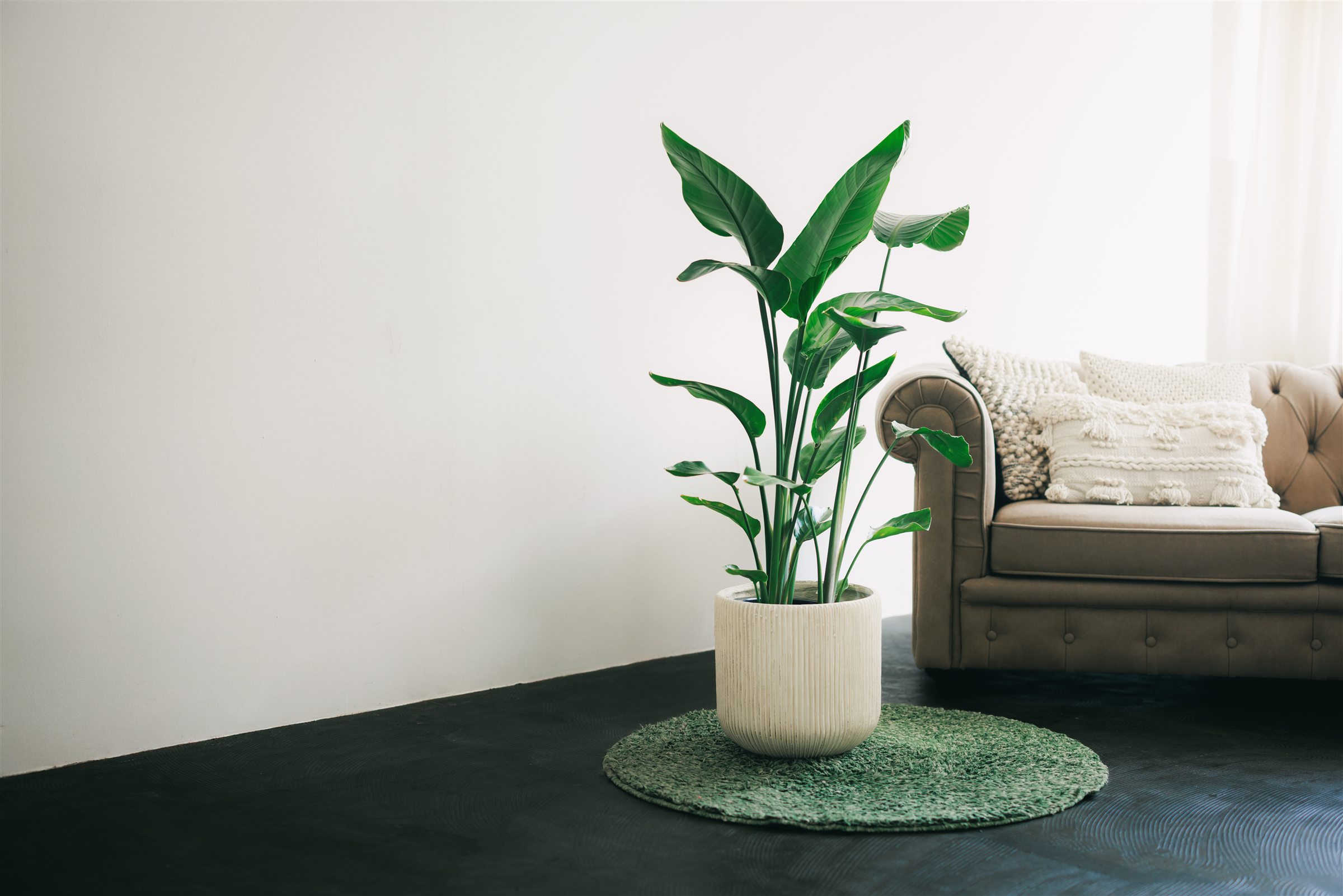 ソファのある室内に飾られた観葉植物